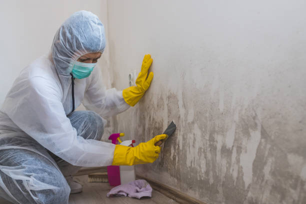 Mold Removal and Inspection in Murphysboro, IL