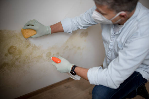 Best Home Mold Removal  in Murphysboro, IL
