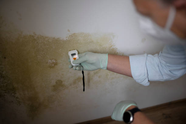Best Certified Mold Removal  in Murphysboro, IL