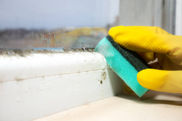 Best Mold Testing  in Murphysboro, IL