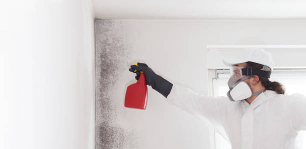 Best Mold Damage Repair  in Murphysboro, IL