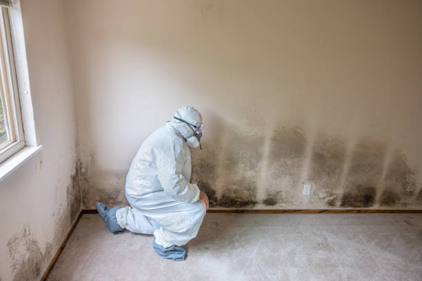Professional Mold Removal in Murphysboro, IL