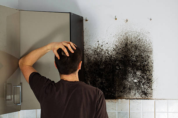 Best Mold Inspection  in Murphysboro, IL