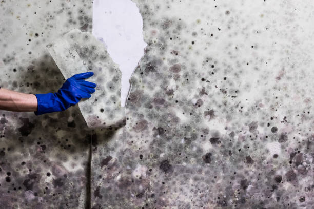 Mold Testing and Removal in Murphysboro, IL