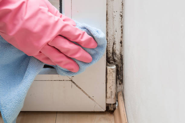 Home Mold Removal in Murphysboro, IL